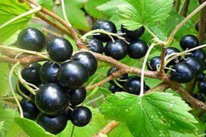 Beskrivning och egenskaper hos vinbärsorten Yadrenaya, plantering, odling och vård