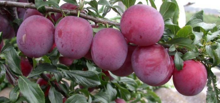 vyšnių slyvų palapinė