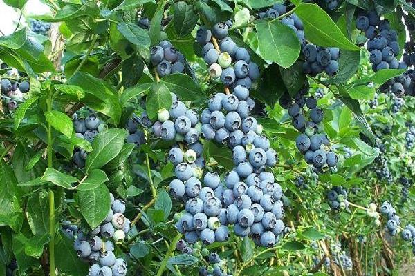 garden blueberry