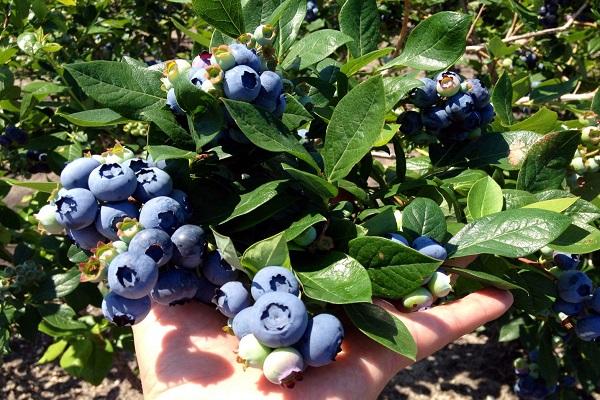 dyrkning af blåbær