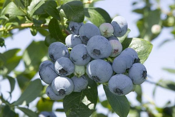 blueberry legacy