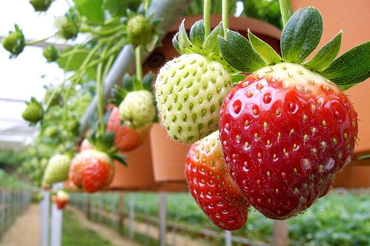 voksende jordbær