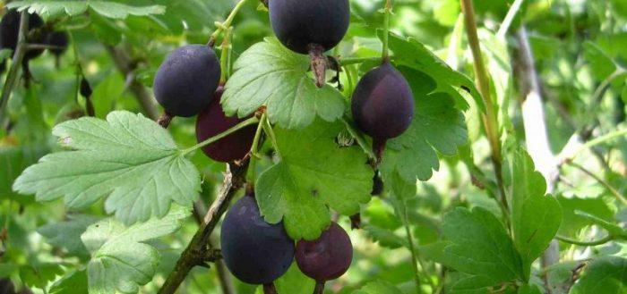 Grosella de uva