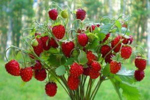 Beskrivning av jordgubbssorten Baron Solemacher, växande från frön, plantering och skötsel