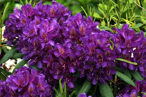 rododendras purpurinis