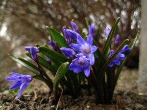 Description of 20 varieties and types of Chionodox, planting and care in the open field