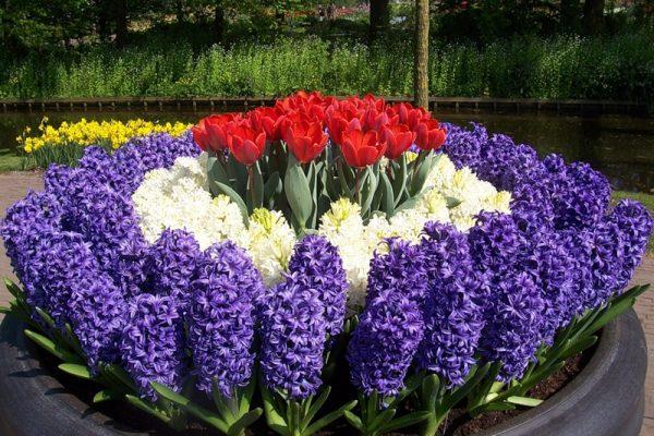 gėlių lova su hiacintu