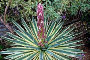 Sodo yucca rūšys ir veislės, sodinimas ir priežiūra atvirame lauke, kaip padengti žiemą