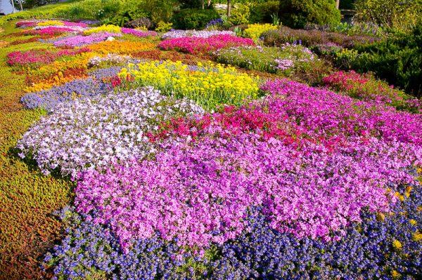 hermoso prado de flores