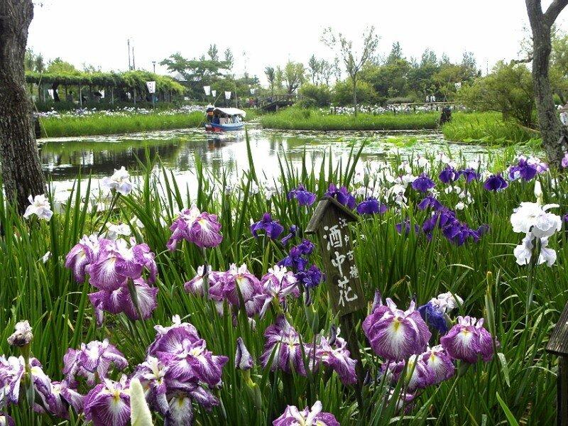 irissen bij het meer