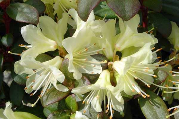 rododendronové kvety