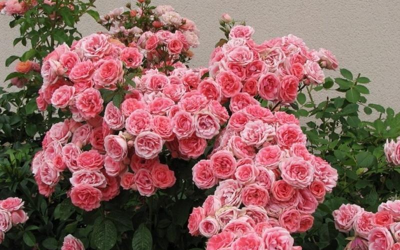 rose floribunda