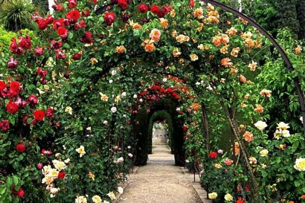 ružová záhrada