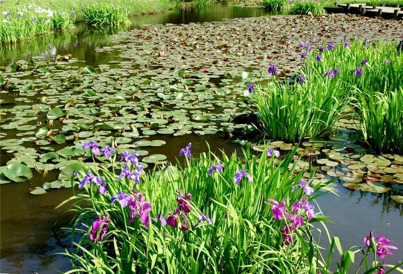 irissen op het water