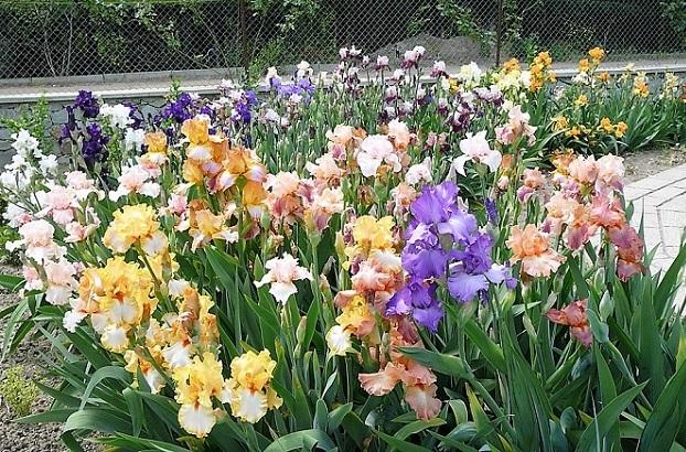 Iris blommar
