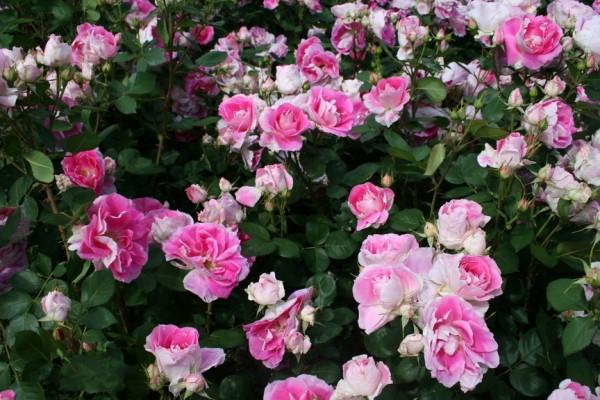 buisson rose