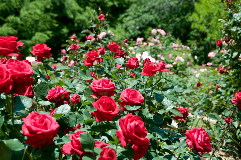 callejón de rosas