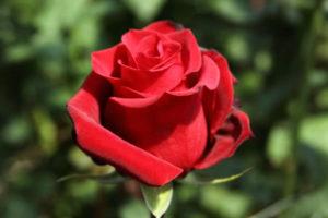A Pierre de Ronsard rózsa leírása és jellemzői, ültetés és gondozás