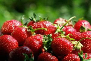 Règles de culture et d'entretien des fraises à l'aide de la technologie néerlandaise