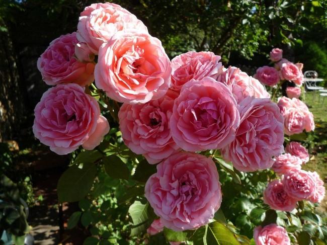 rose floribunda