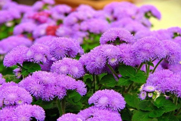 gėlių violetinė