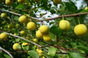Vyšnių slyvų veislės aprašymas ir ypatybės Dovana Sankt Peterburgui, sodinimas ir priežiūra