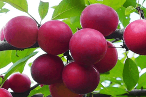 Vyšnių slyvų veislės „Traveller“ aprašymas, apdulkintojai, sodinimas ir priežiūra