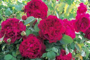 Descripción de las mejores variedades de rosas inglesas, cultivo y cuidado, reproducción.