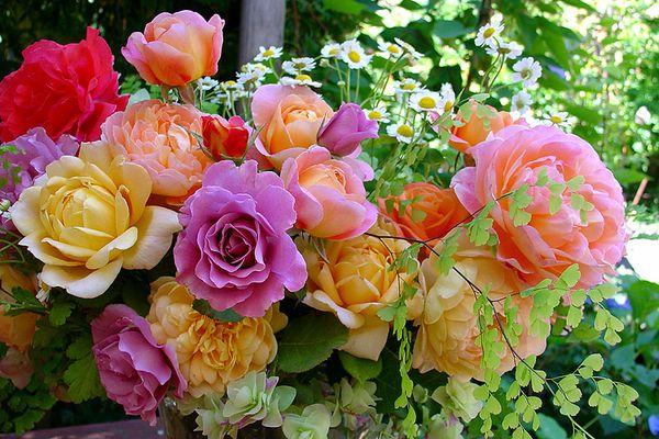 gekleurde rozen