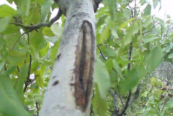 árbol de nueces