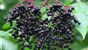 Juodųjų šeivamedžio uogų vaisių vaistinės savybės ir kontraindikacijos