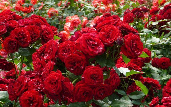 červené ruže