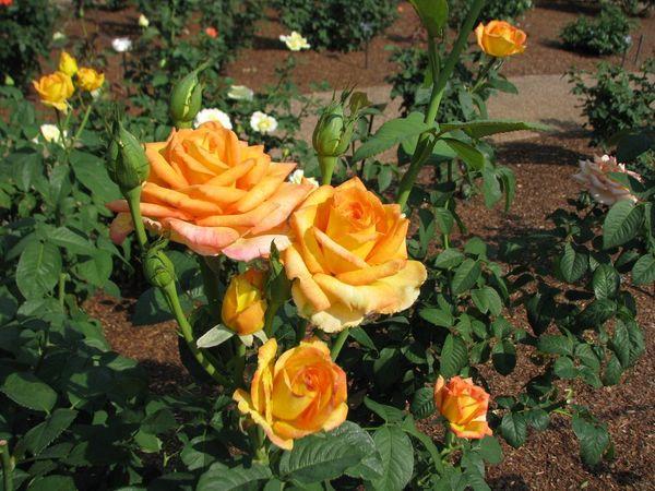 Hybridná čajová ruža