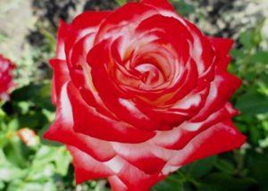 Opis najlepších odrôd hybridných čajových ruží, výsadby a starostlivosti o otvorené pole