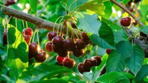 Plantera, odla och ta hand om körsbär i Ural, välja lämpliga sorter