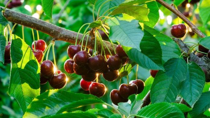 cherries in the Urals