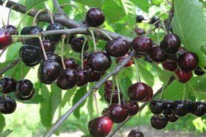 Vyšnių veislės „Lyubimitsa Astakhova“ aprašymas, sodinimo ir priežiūros schema