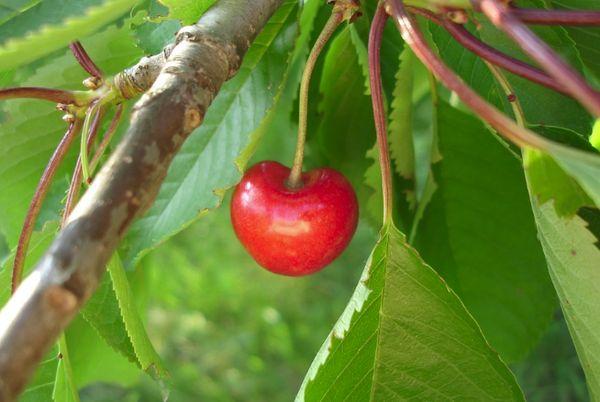 fruta de cereza