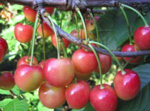 Descripción de la variedad de cereza dulce Orlovskaya Pink, plantación y cuidado.