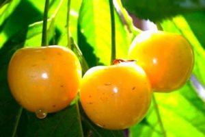 Opis a charakteristika odrody Rossoshanskaya zlatá čerešňa, pestovanie