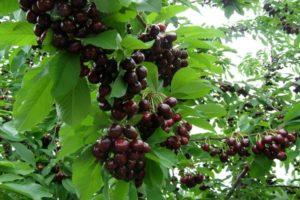 Beskrivning och egenskaper hos körsbärsorten Tyutchevka, plantering och skötsel