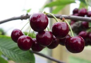 Beskrivelse og karakteristika for Veda kirsebærsorten, dyrkning og pleje