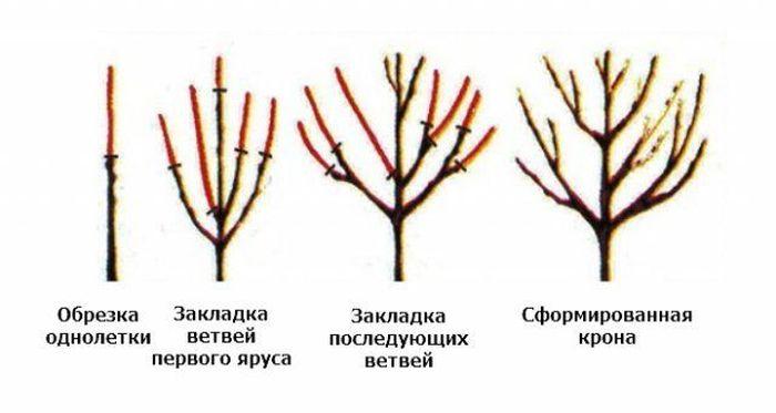 formazione di ciliegie