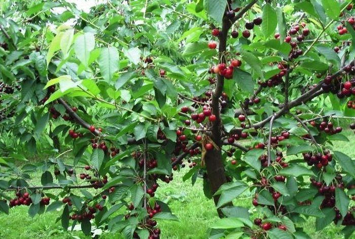 fruiting cherry