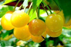 Saldžiųjų vyšnių veislės „Amber“ charakteristikos ir aprašymas, sodinimo ir priežiūros taisyklės