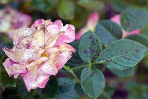 Hogyan kezeljük a rózsa fekete foltját, hatékony kezelések