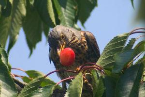 Come puoi proteggere e proteggere le ciliegie dagli uccelli con vari spaventapasseri