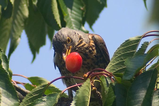 paukštis ant vyšnių