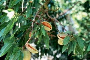 Popis odrůd tří mandlových mandlí, technologie výsadby a péče