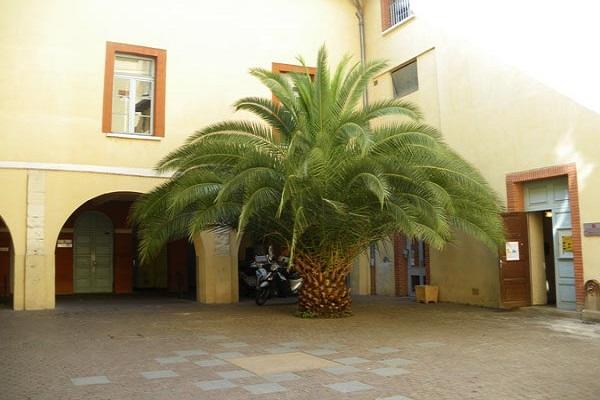 palmträd på gården